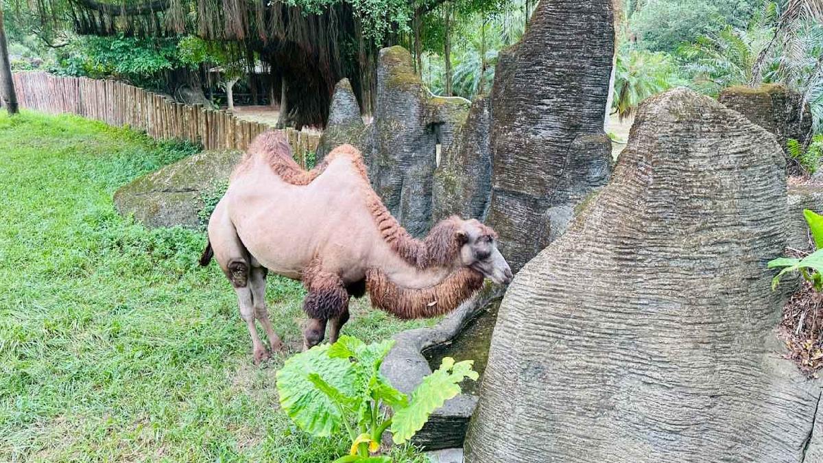 line_album_11.25動物園之旅_251127_219