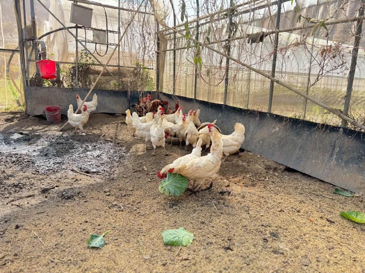 a52c336d-5d68-4e18-bd57-244f23b6fd10