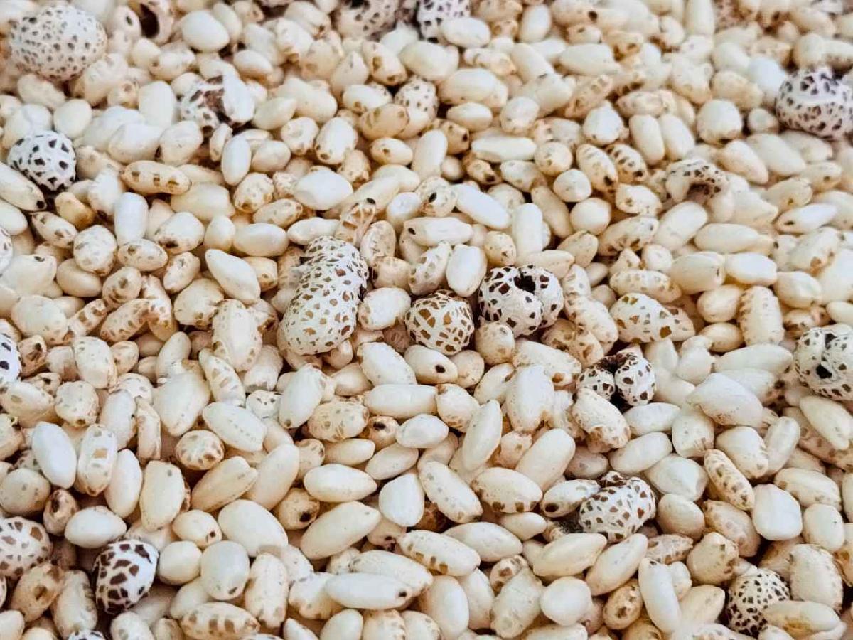 line_album_2026211 _2_260211_68